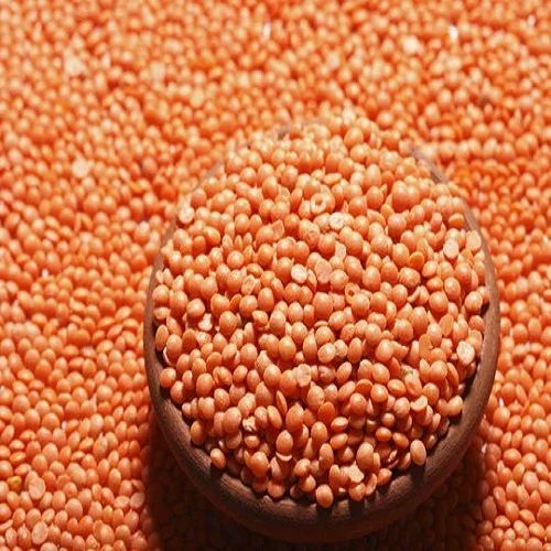 Export Masoor Dal